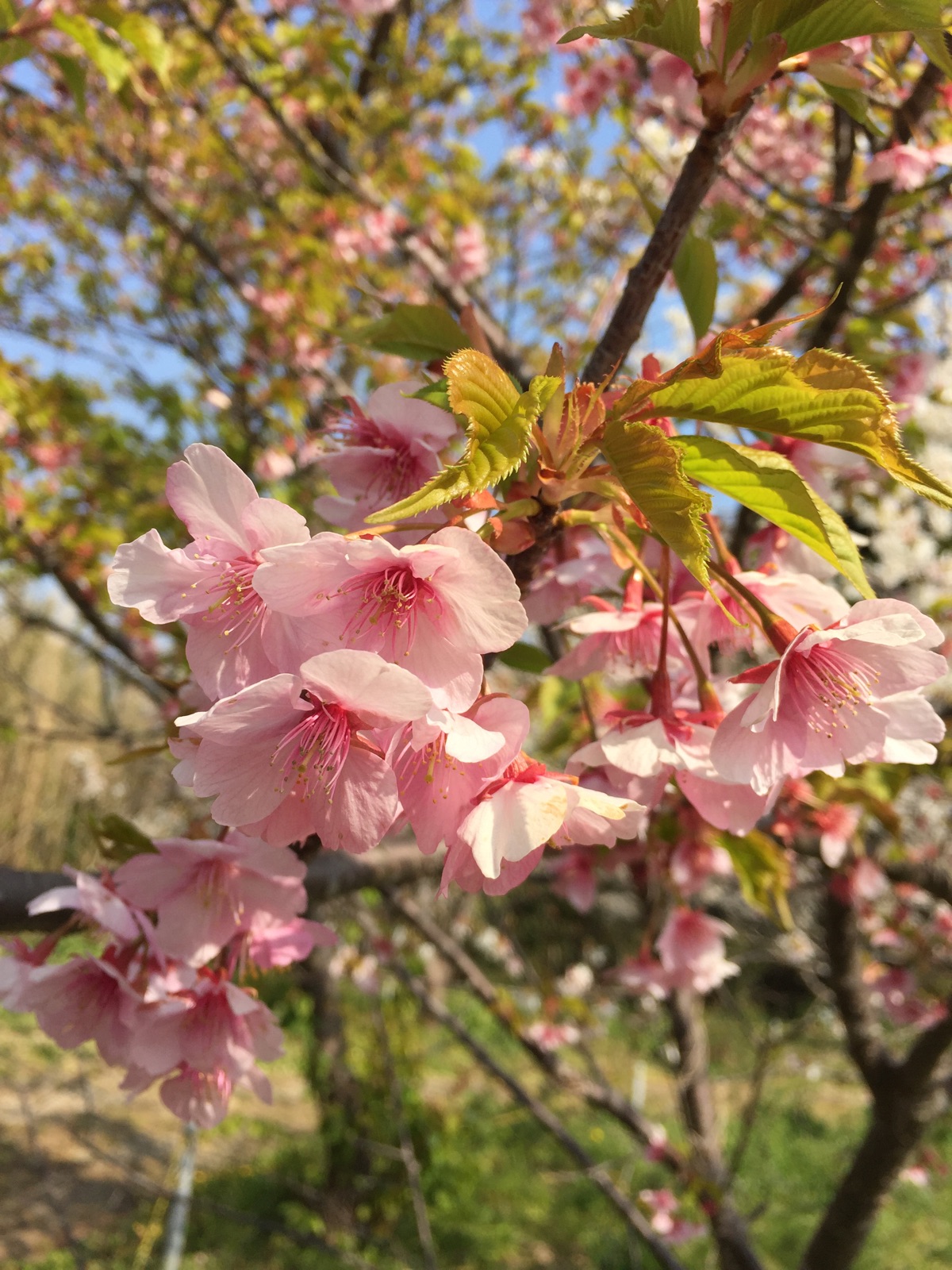 白浜桜の里 展望台