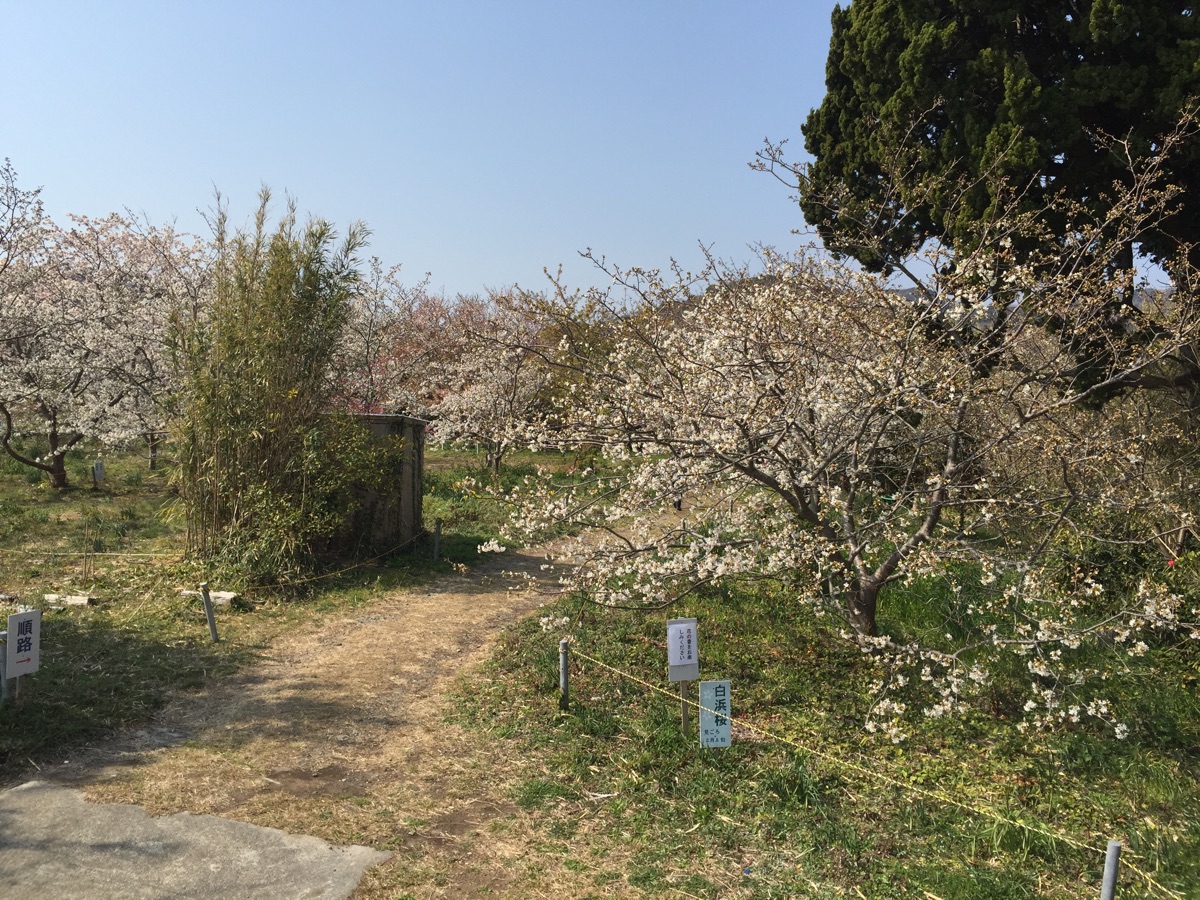 白浜桜の里 展望台